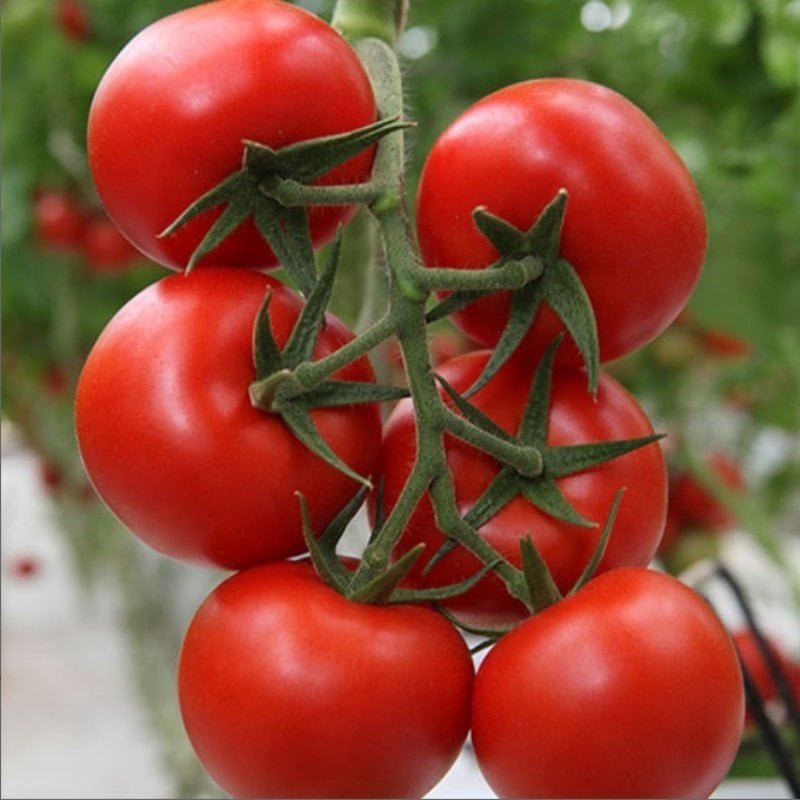 Balıkesir’de zincir markete 'fahiş fiyat' incelemesi... Zincir markette kokteyl domates vurgunu!