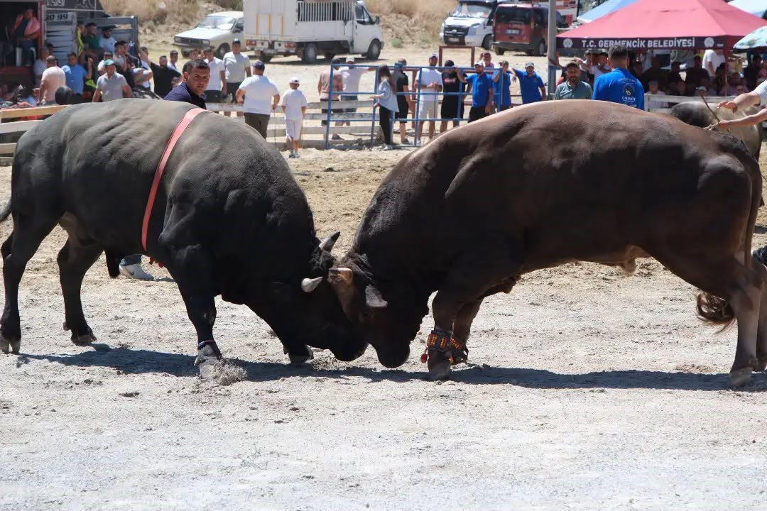 Ege’nin pehlivan boğaları Germencik’te arenaya çıktı