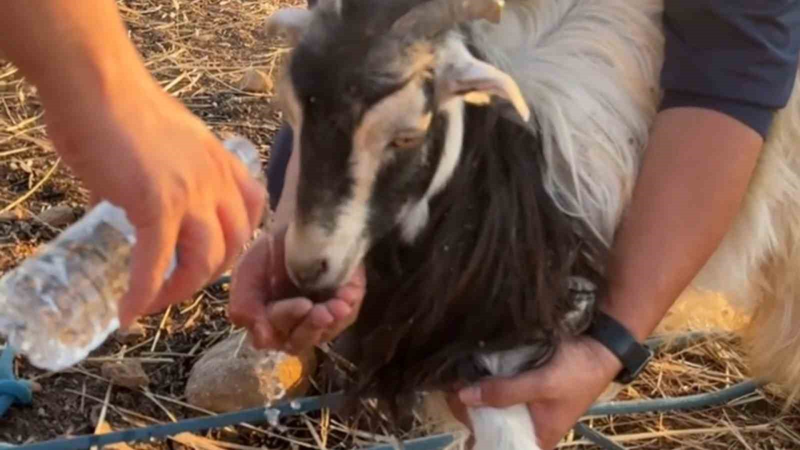 Siirt’te 30 metrelik obruğa düşen keçi AFAD tarafından kurtarıldı