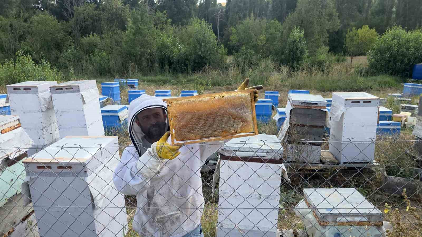 Hobi olarak 3 kovanla başladı, şimdi 250 arı kovanı var