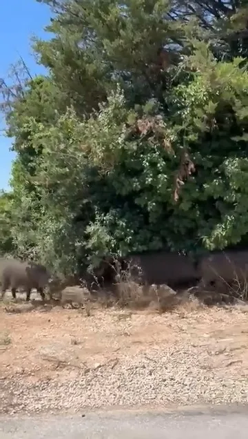 Aç kalan domuz sürüsü şehre indi