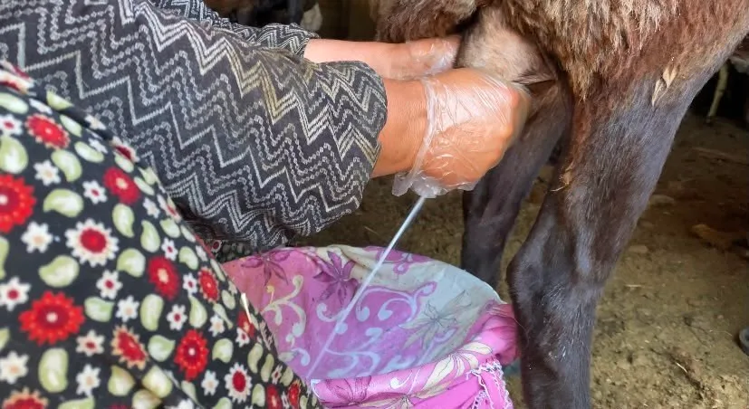 Ağrı’da koyun sütü ekonomiye kazandırılıyor