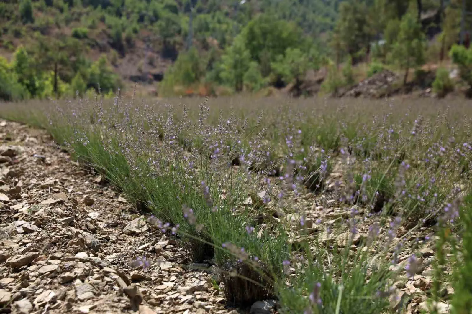 Alanya Belediyesi’nin lavanta bahçesinde ilk hasat yapıldı