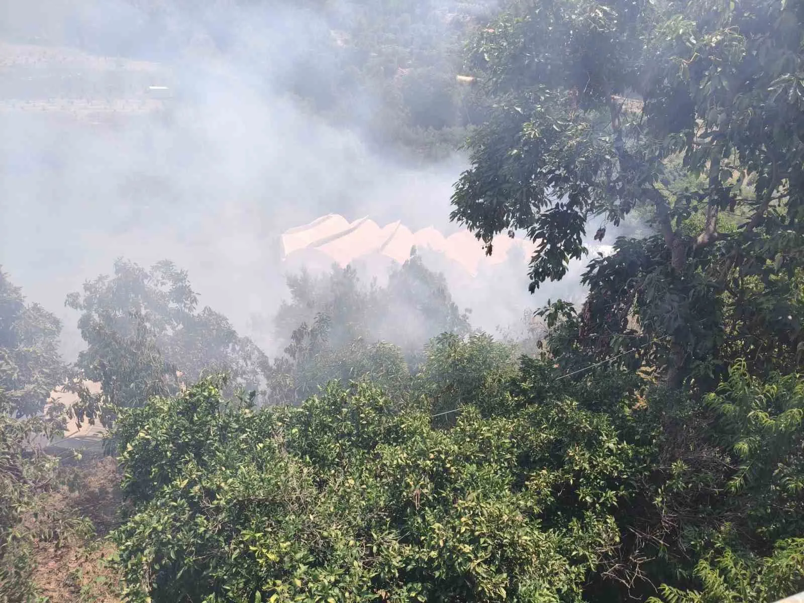 Alanya’da avokado bahçelerinin bulunduğu zirai alanda yangın