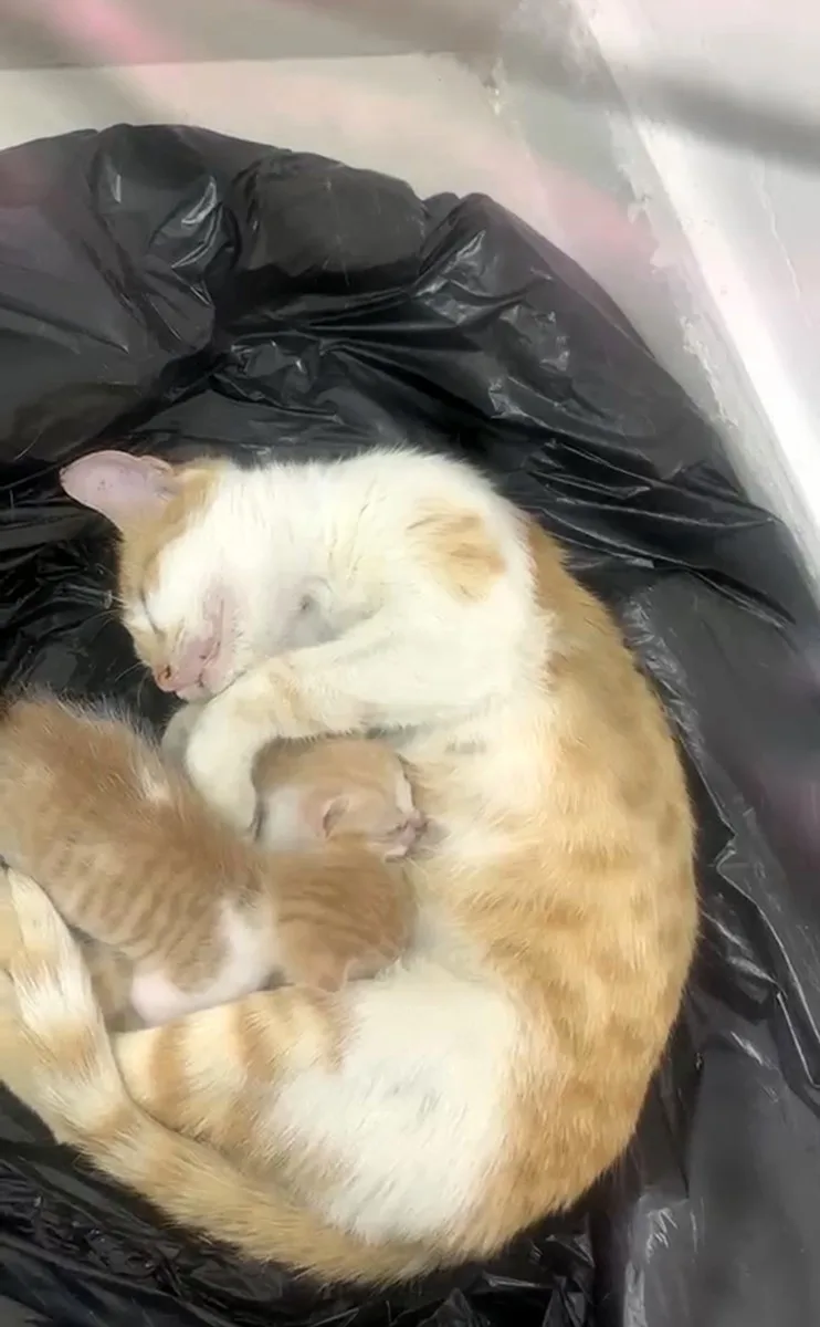 Anne kedi yavrularıyla Sosyal Yardımlaşma Vakfı’na sığındı