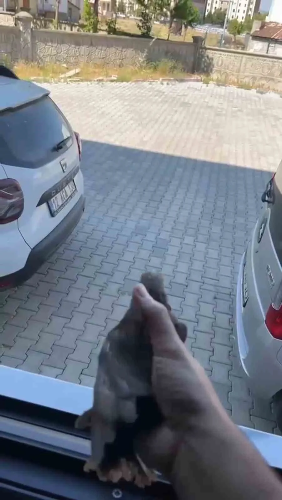 Apartman boşluğuna düşen sığırcık kurtarıldı