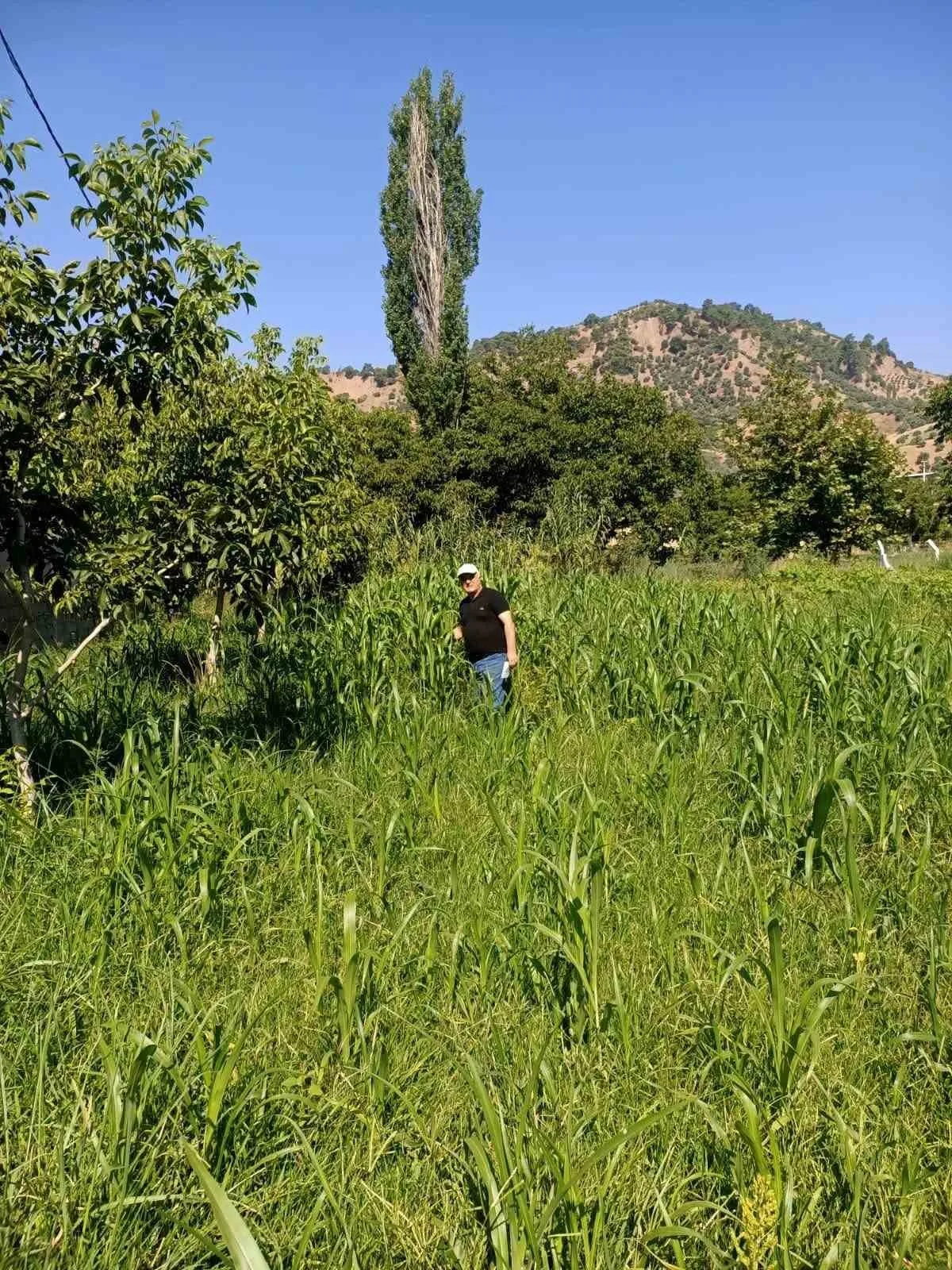 Aydın’da sorgum otu ekili alanlar kontrol edildi