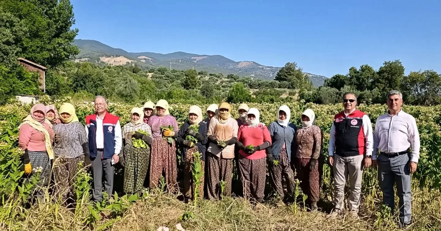 Aydın’da tütün üretiminin merkezi Karacasu’da kırım başladı
