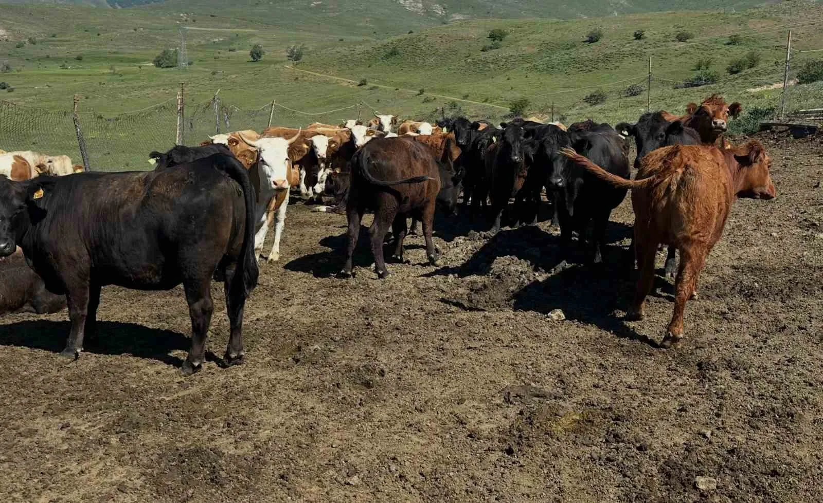 Aydıntepe’de ithal besilik sığırlarda karantina ve sağlık kontrolleri yapılıyor