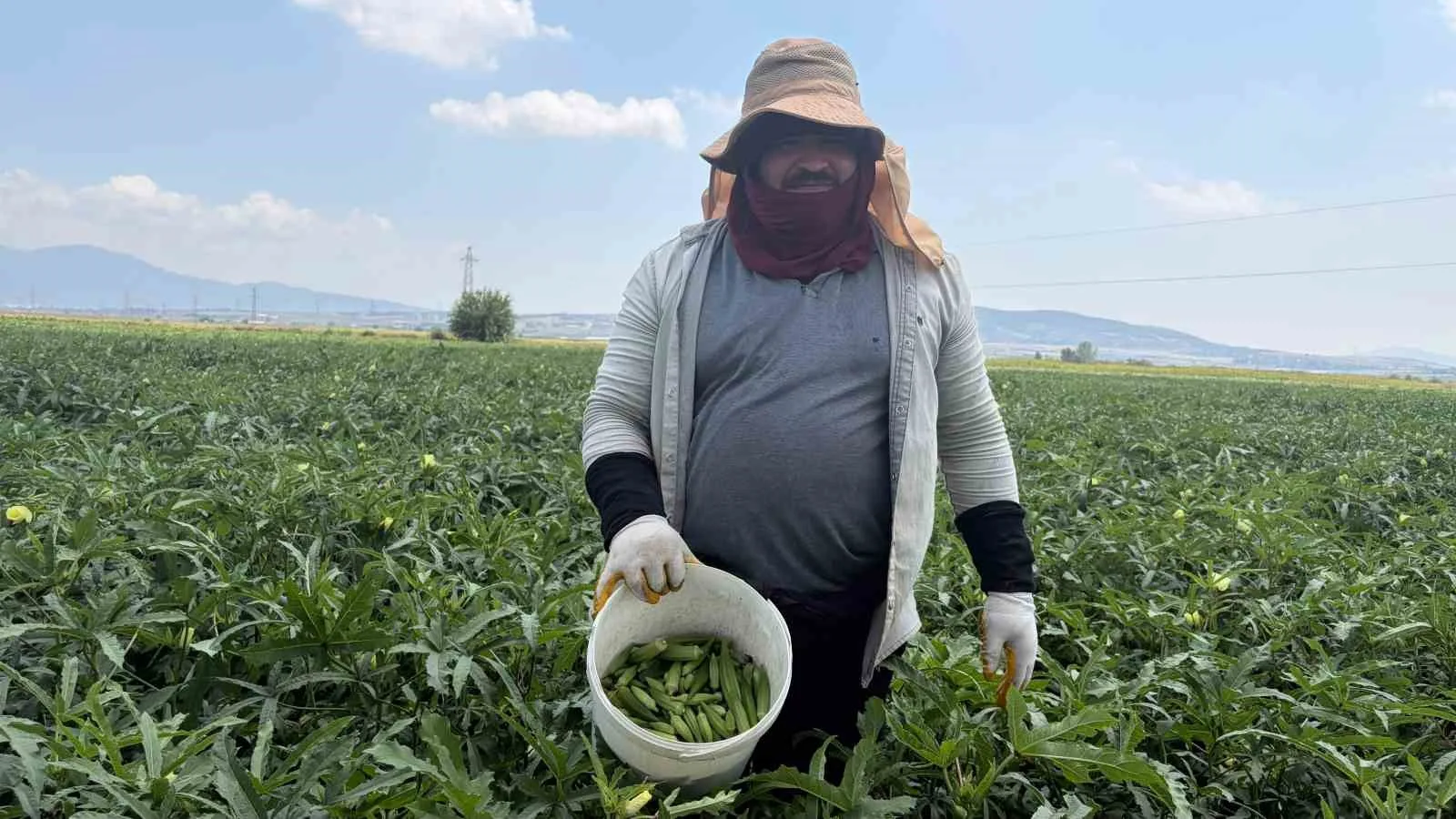 Bamyanın başkenti Osmaniye’de hasat başladı