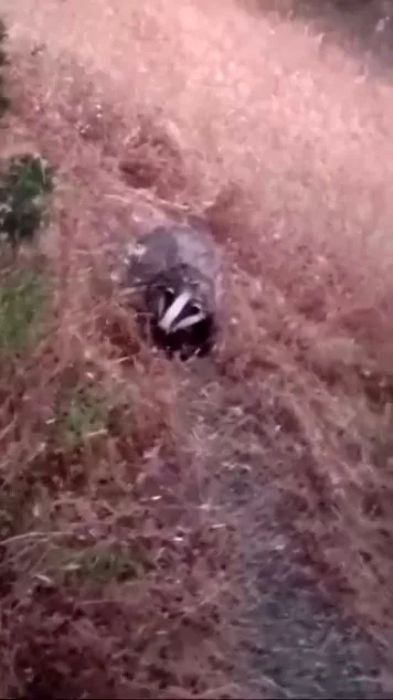 Batman’da porsuk görüntülendi