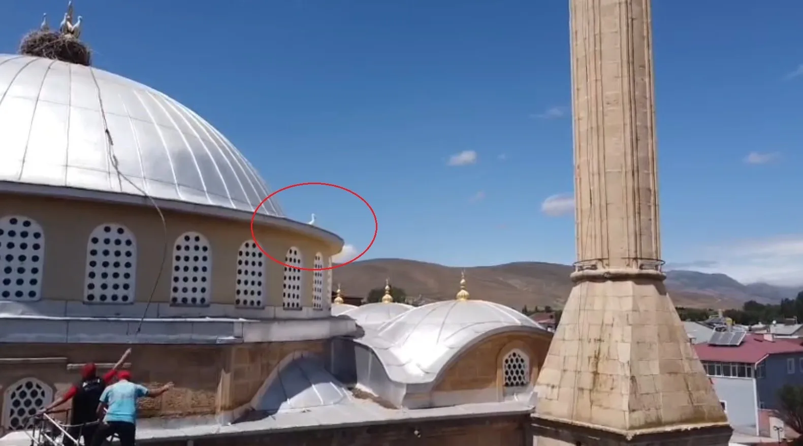 Bayburt’ta yuvasına dönemeyen yavru leylek ekipleri harekete geçirdi