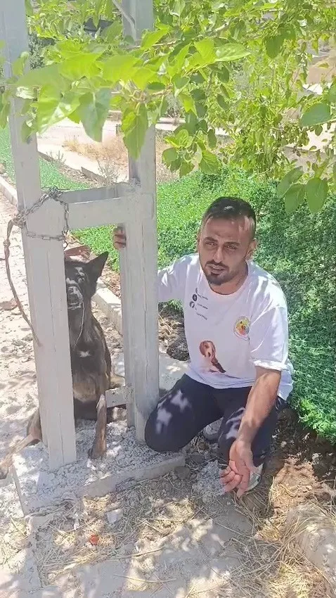 Belçika kurdunu zehirleyip direğe asarak telef ettiler