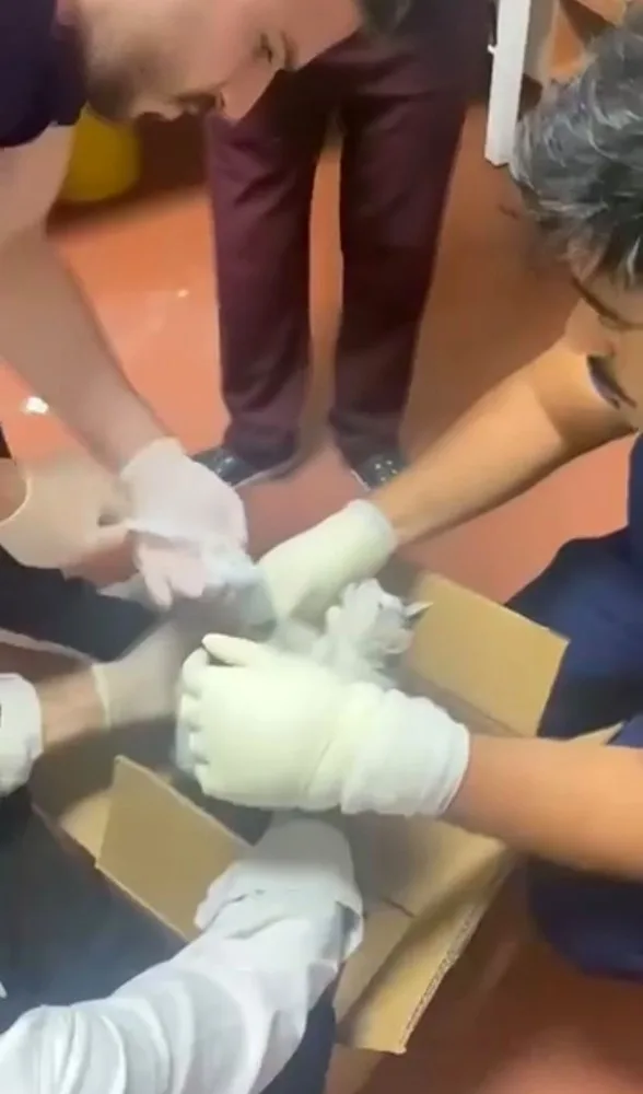 Bu kez hastaya değil, kediye müdahale