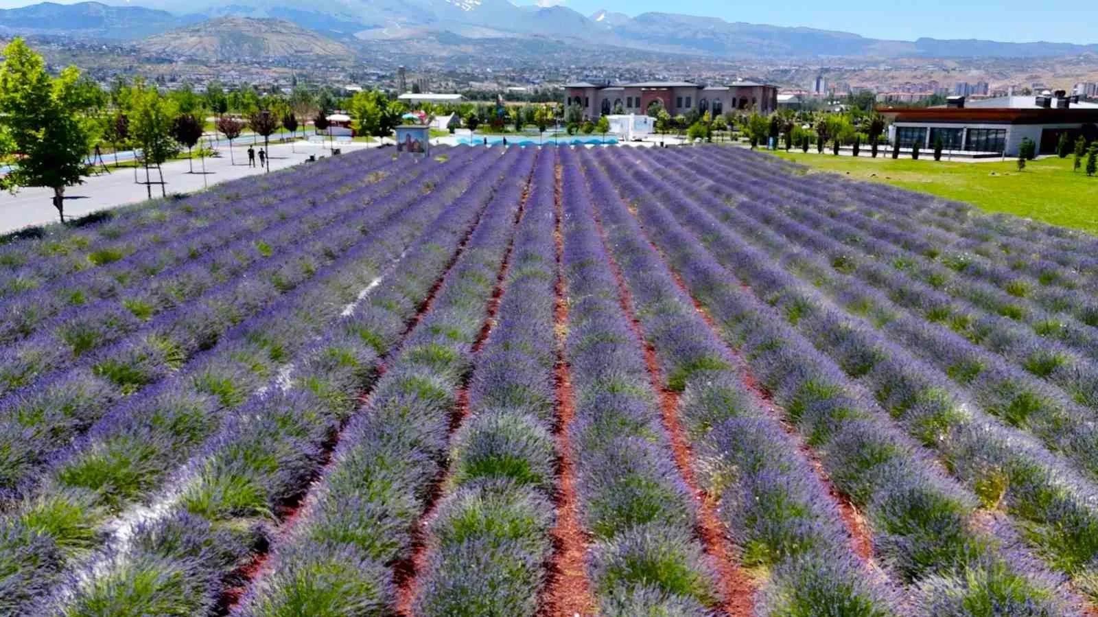 Büyükşehirin lavanta bahçesi, Erciyes manzarasıyla ziyaretçilerini büyülüyor