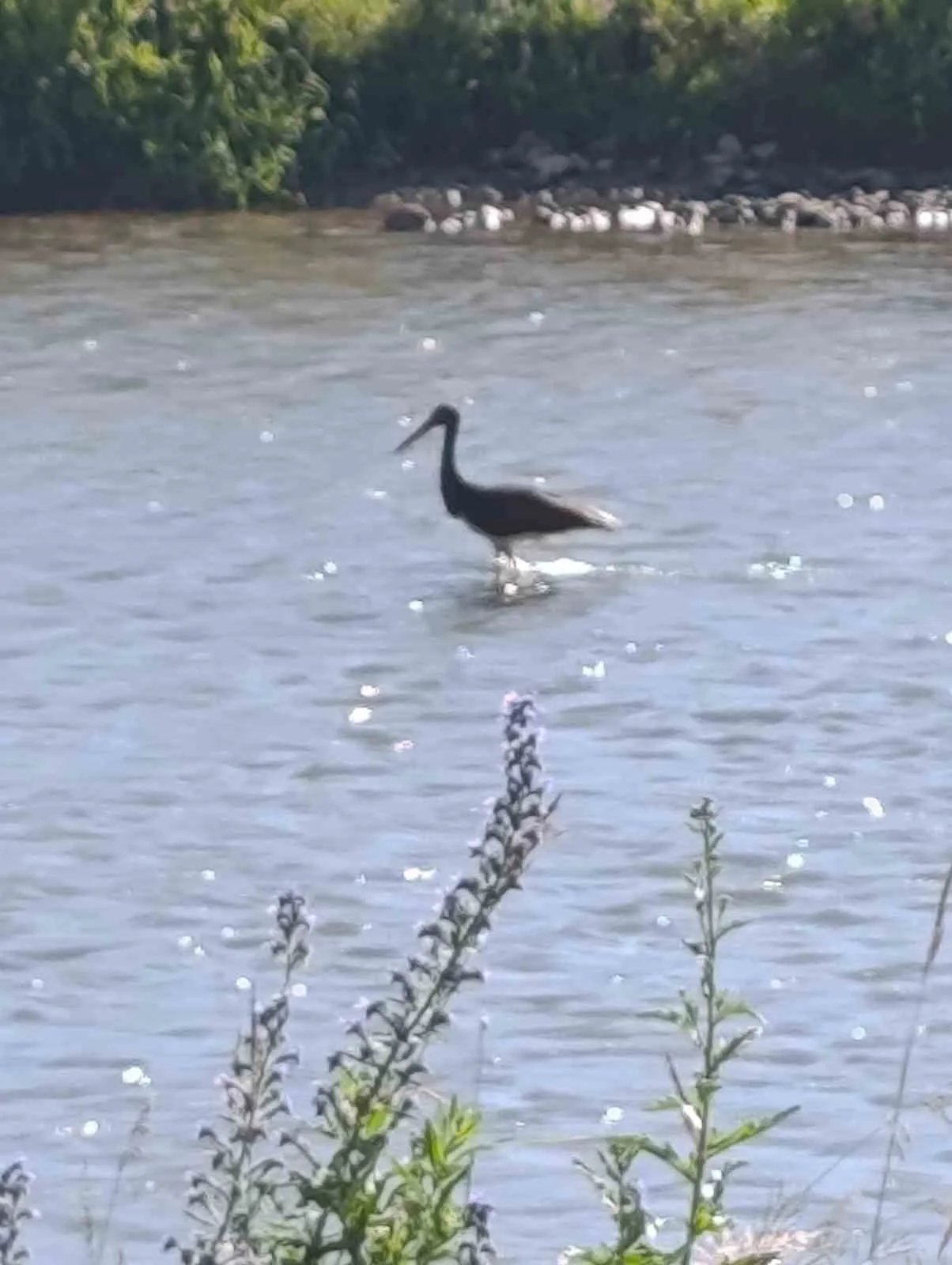 Çoruh Nehri’nde balık avlayan kara leylek kamerada