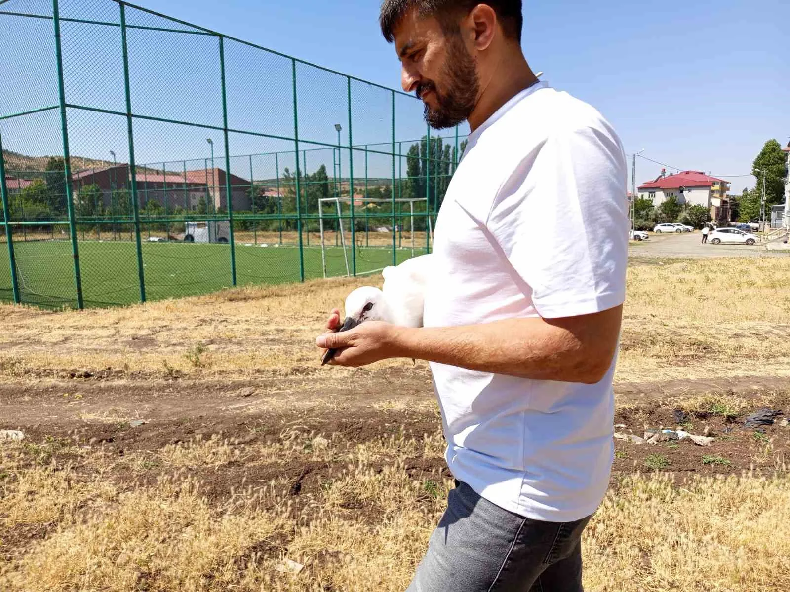 Defalarca yuvadan düşen yavru leylek doğaya bırakıldı
