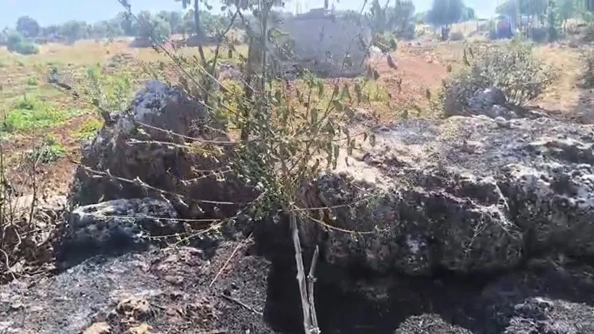 Dicle’de örtü yangını: Onlarca meyve ağacı alevlere teslim oldu
