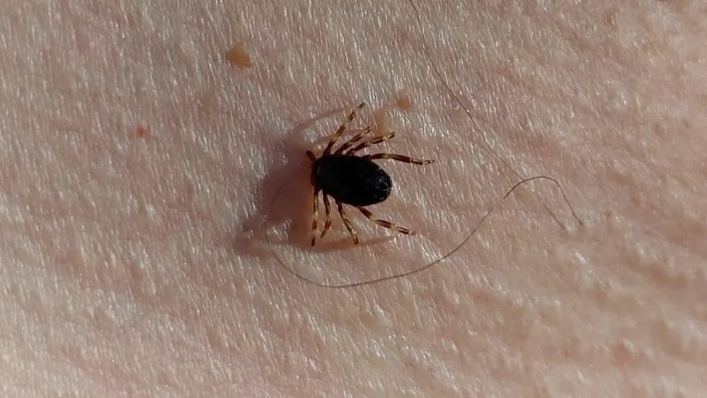 Doğu Karadeniz’de kene sezonu sakin geçiyor