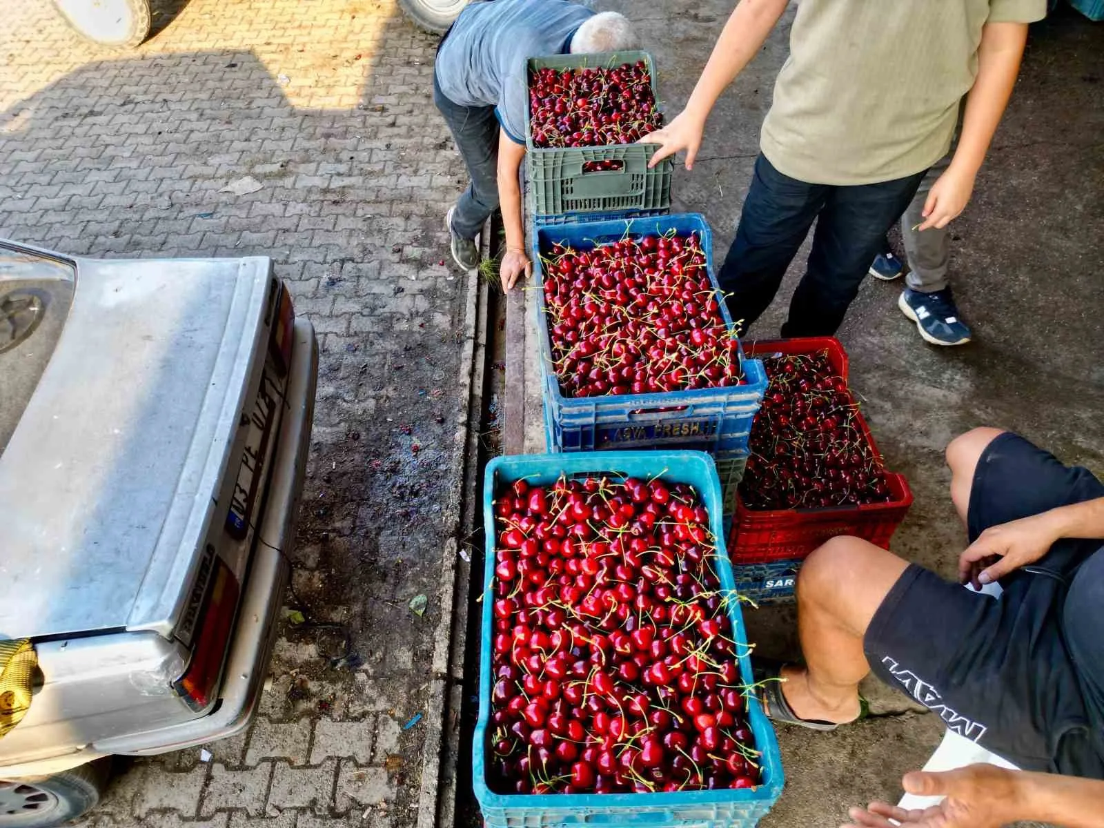 Dünya sofralarını süsleyen ’Napolyon’ kirazda bereket yaşanıyor