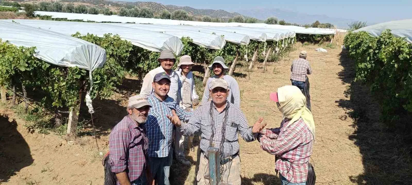 Dünyaca ünlü Sultaniye üzümüne beyaz kalkan