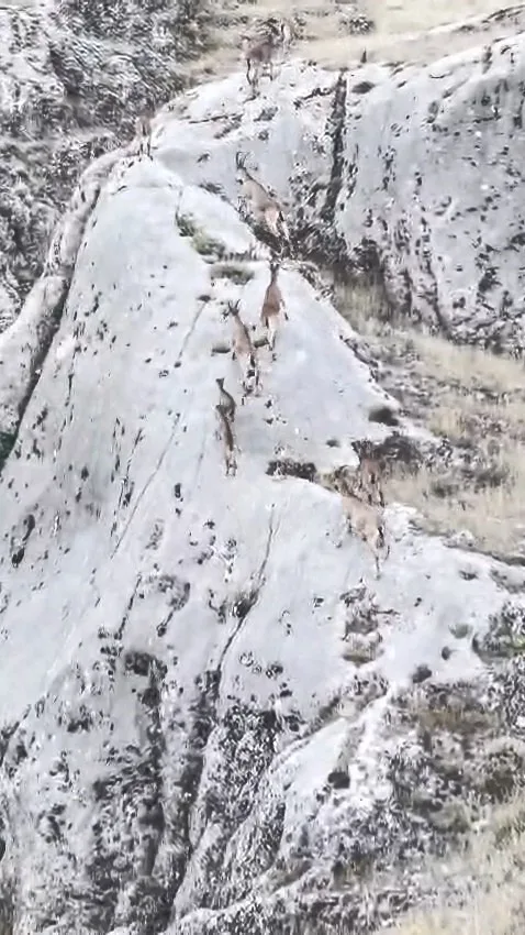 Elazığ’da dağ keçileri dronla görüntülendi