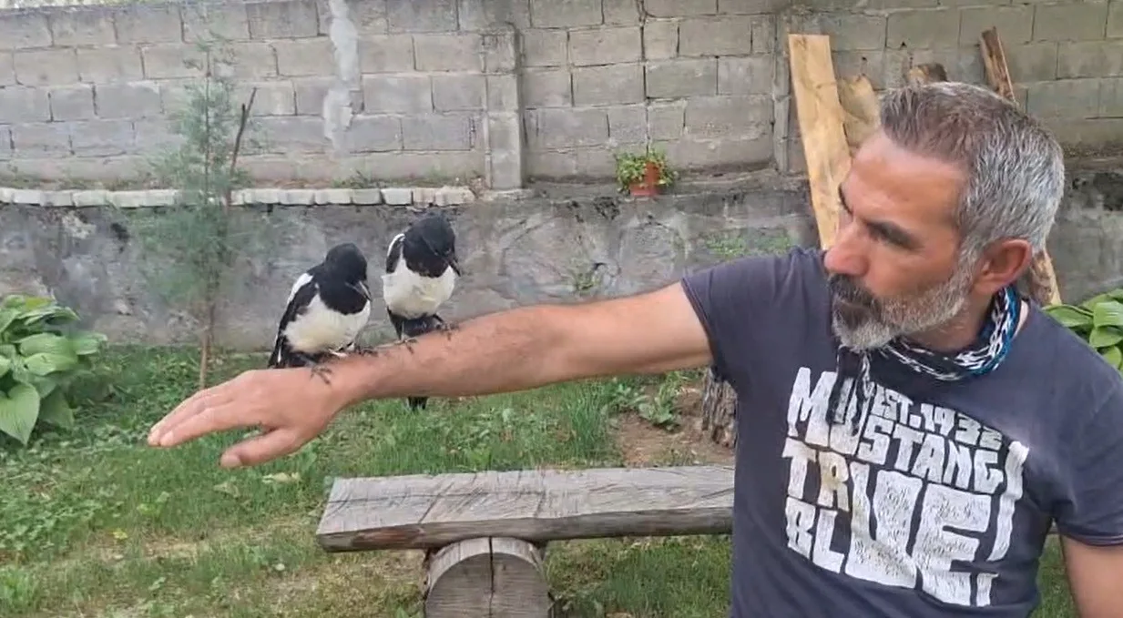 Erzincan’da ağaçtan düşen yavru kuşları sahiplenerek doğaya kazandırıyor