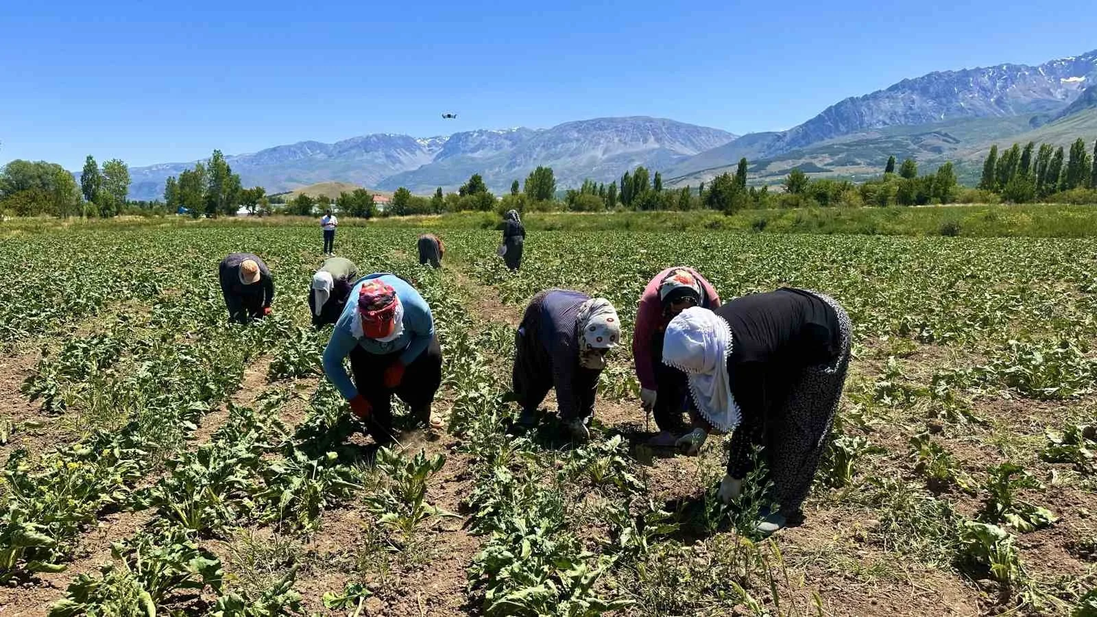Erzincan’da kadın tarım işçileri kavurucu sıcakta pancar mesaisi yapıyor