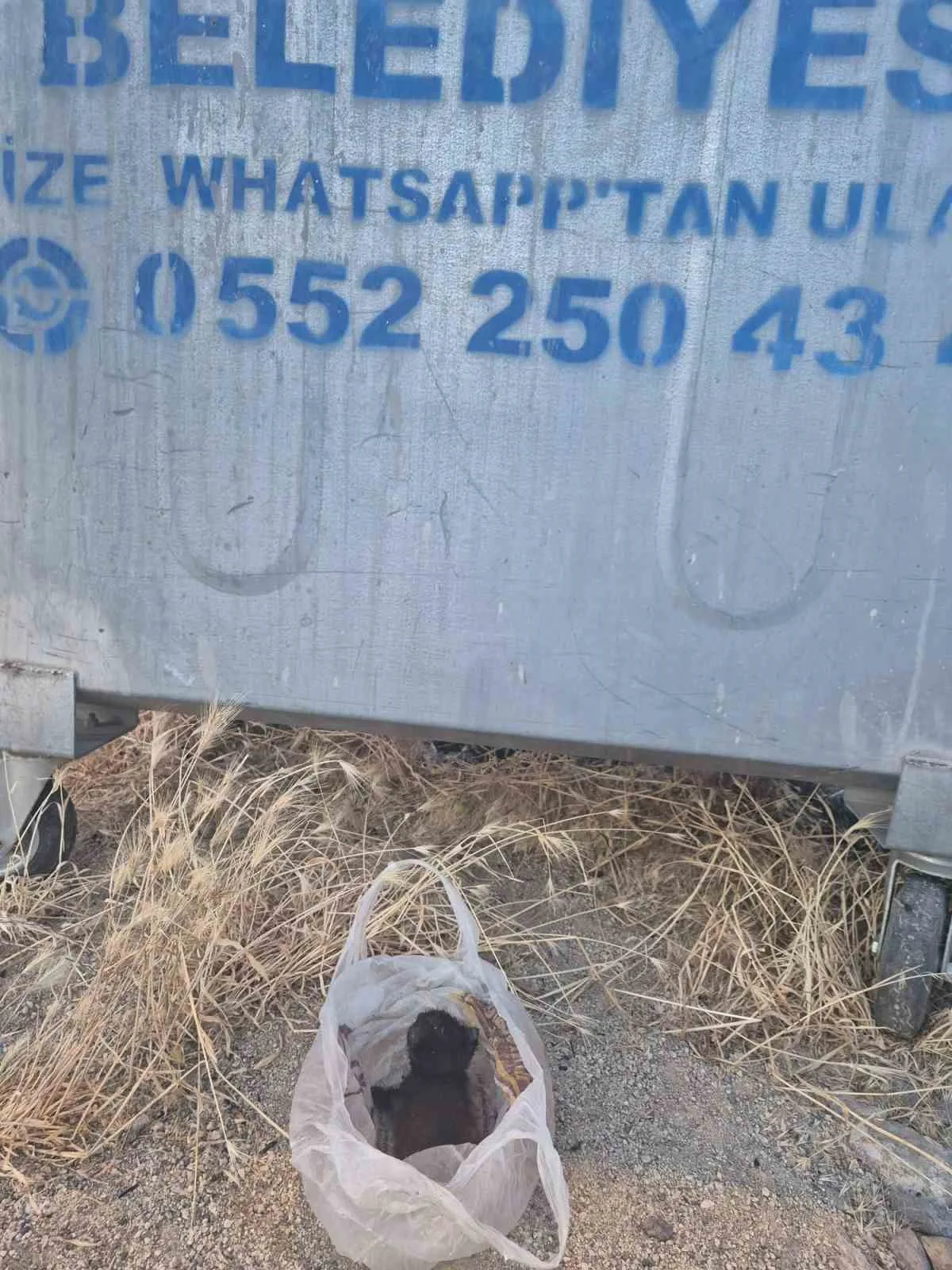 Eskişehir’de kan donduran olay: Yavru kedinin ağzını bantlayıp poşetle çöpe attılar