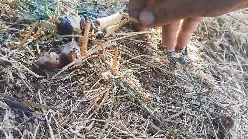 Etçil çekirgeyi balıkla besledi