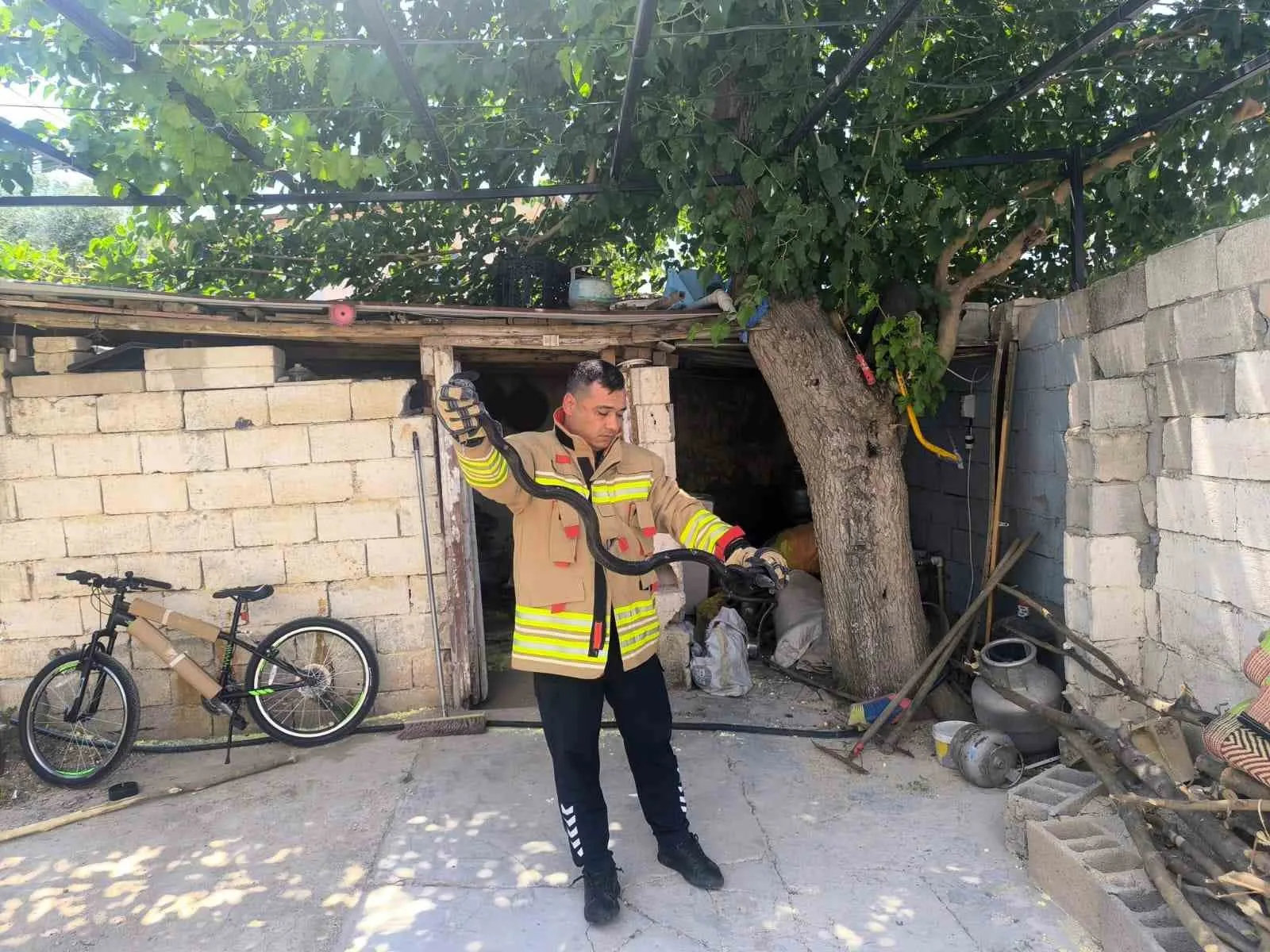 Evin bahçesinde görülen 2 karayılan paniğe neden oldu