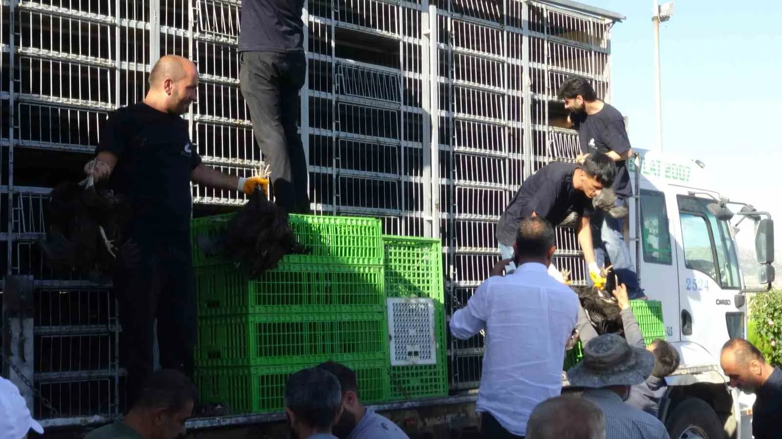 Gercüş’te 107 üreticiye yüzde 75 hibeli tavuk ve yem dağıtıldı