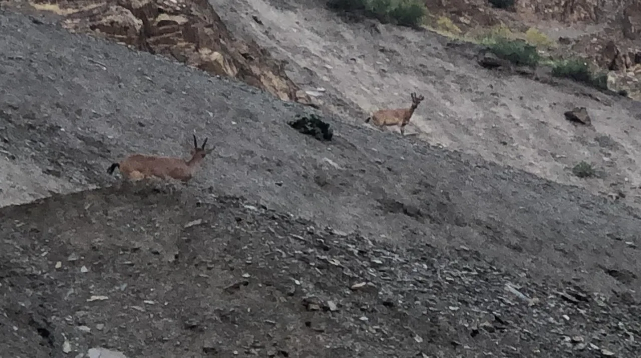 Hakkari’de dağ keçileri görüntülendi