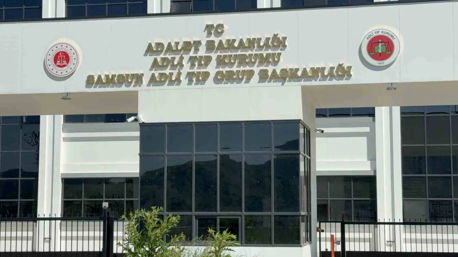 Ihlamur ağacından düşen yaşlı adam hayatını kaybetti