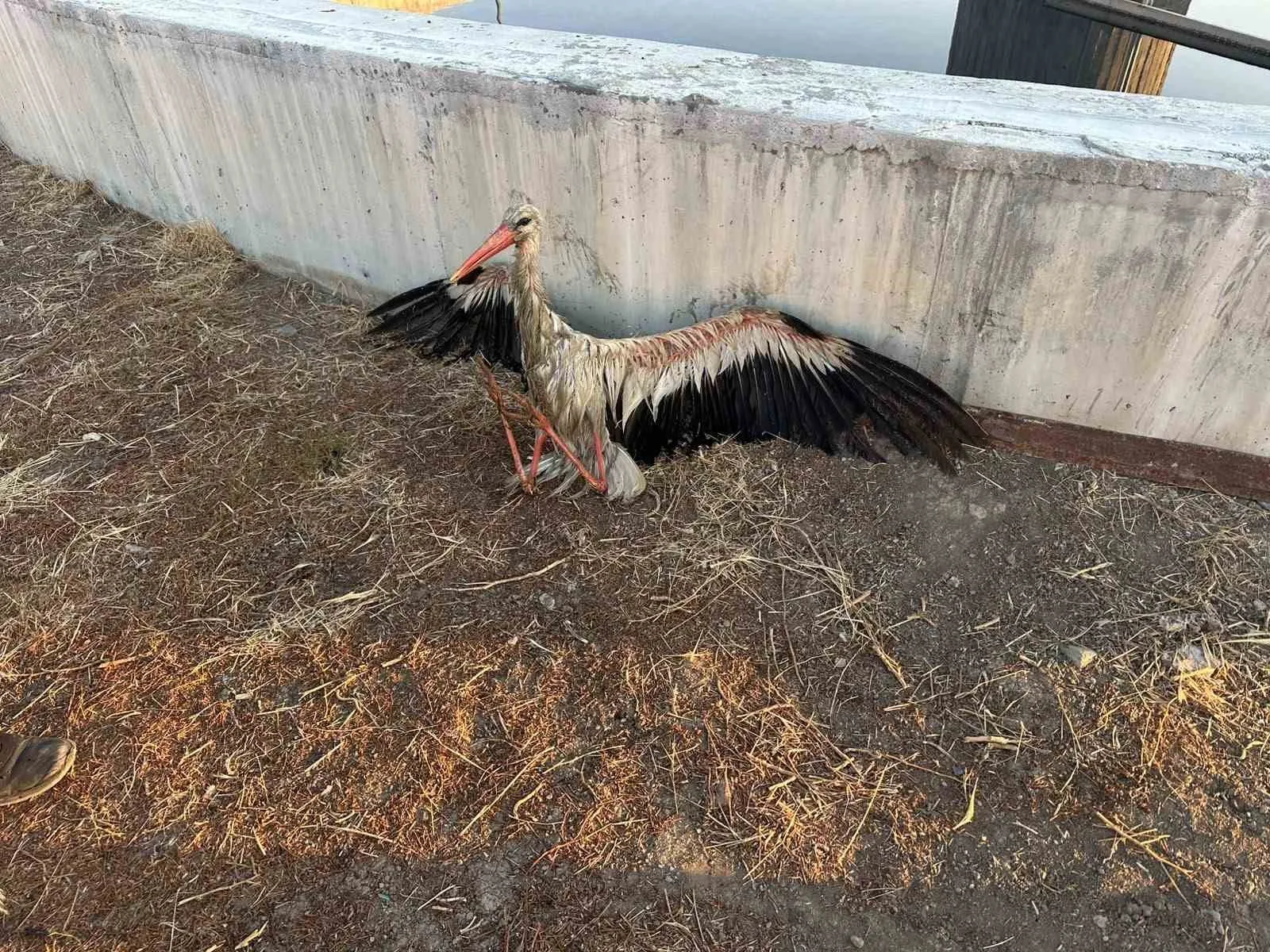 Kanala düşen leyleği itfaiye kurtardı