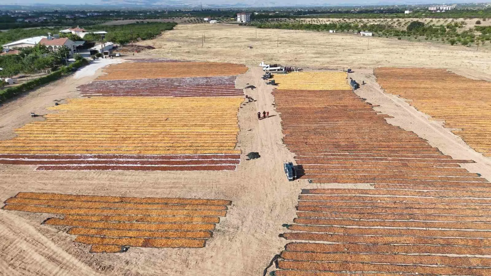 Kayısının kurutulma yolculuğu havadan görüntülendi