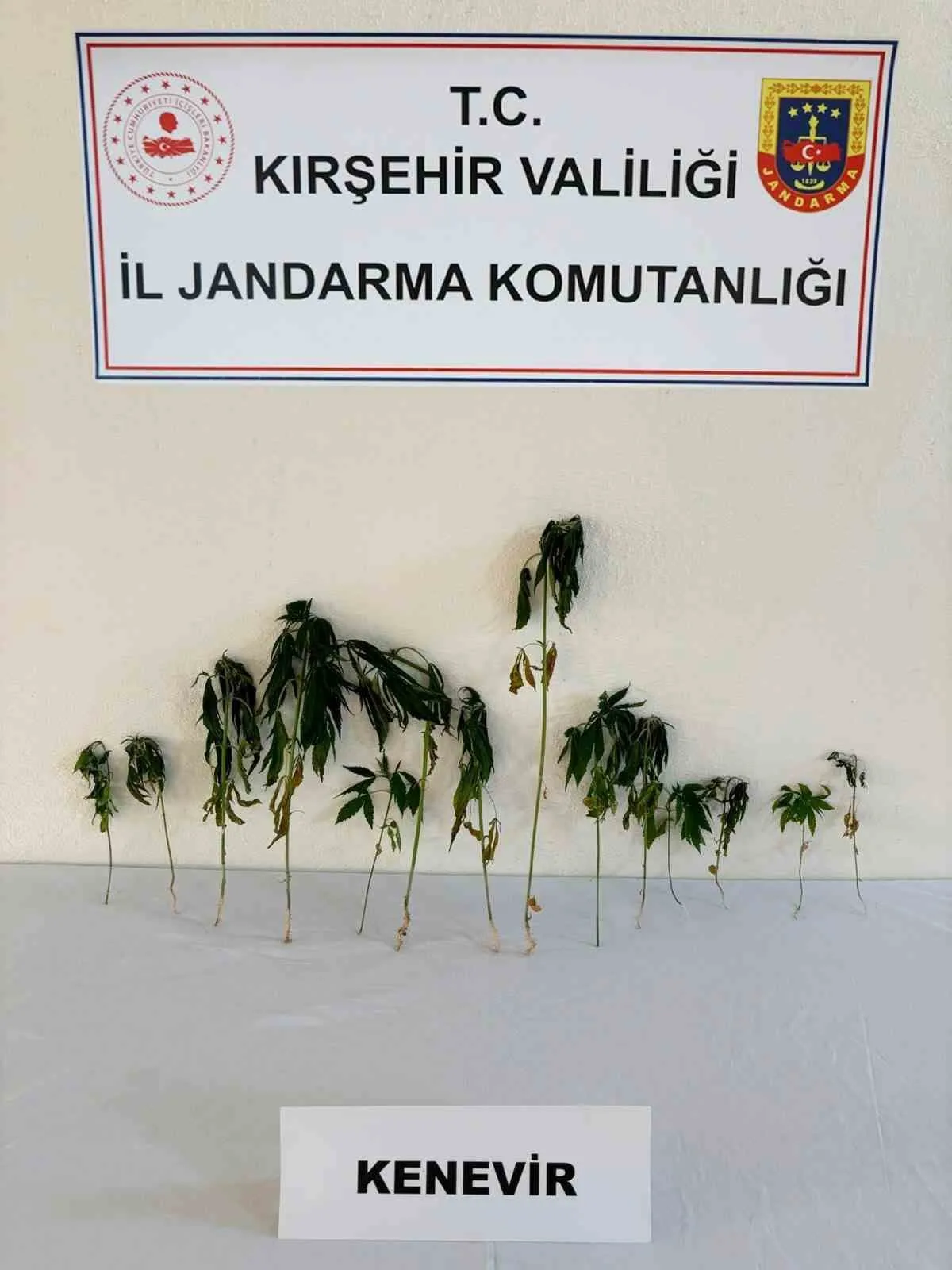 Kırşehir’de bahçeye ekili kenevir ele geçirildi
