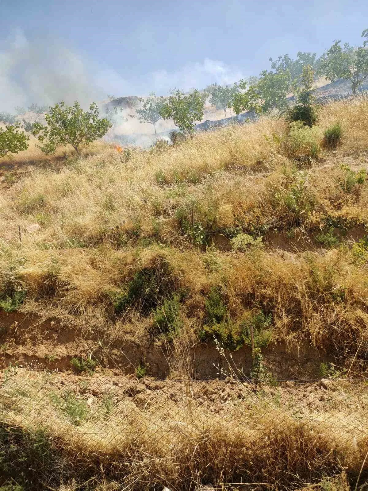 Kurtalan’da fıstık bahçesinde çıkan yangında 95 ağaç kül oldu