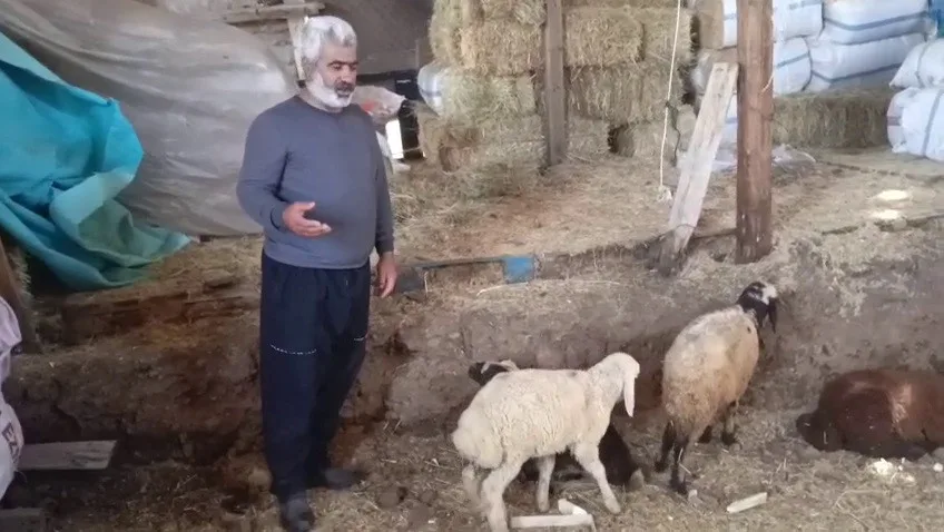Kurtlar ağıla girdi: 14 koyun telef oldu, 30 hayvan kayboldu