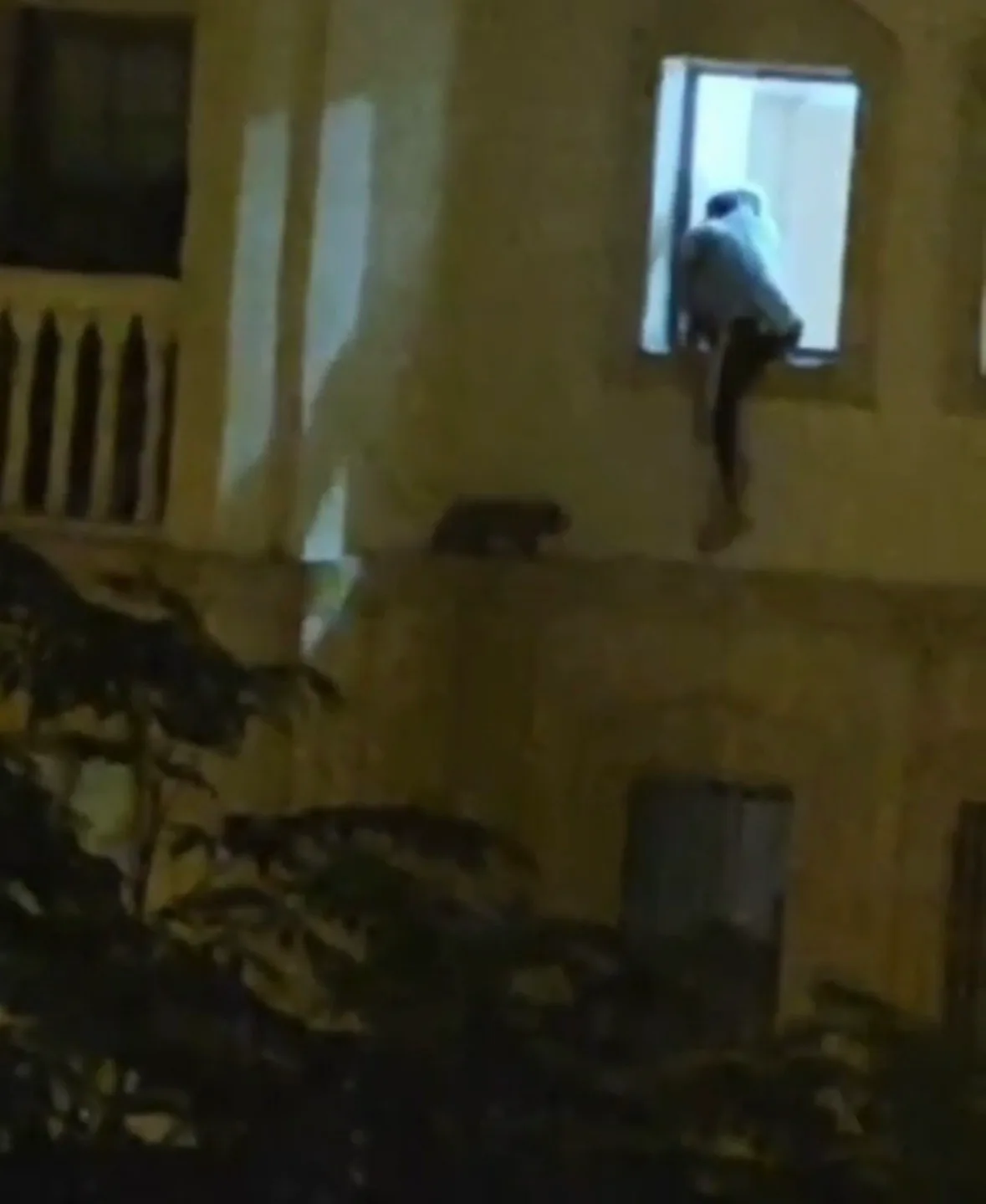 Mardin’de mahsur kalan kedi kurtarıldı