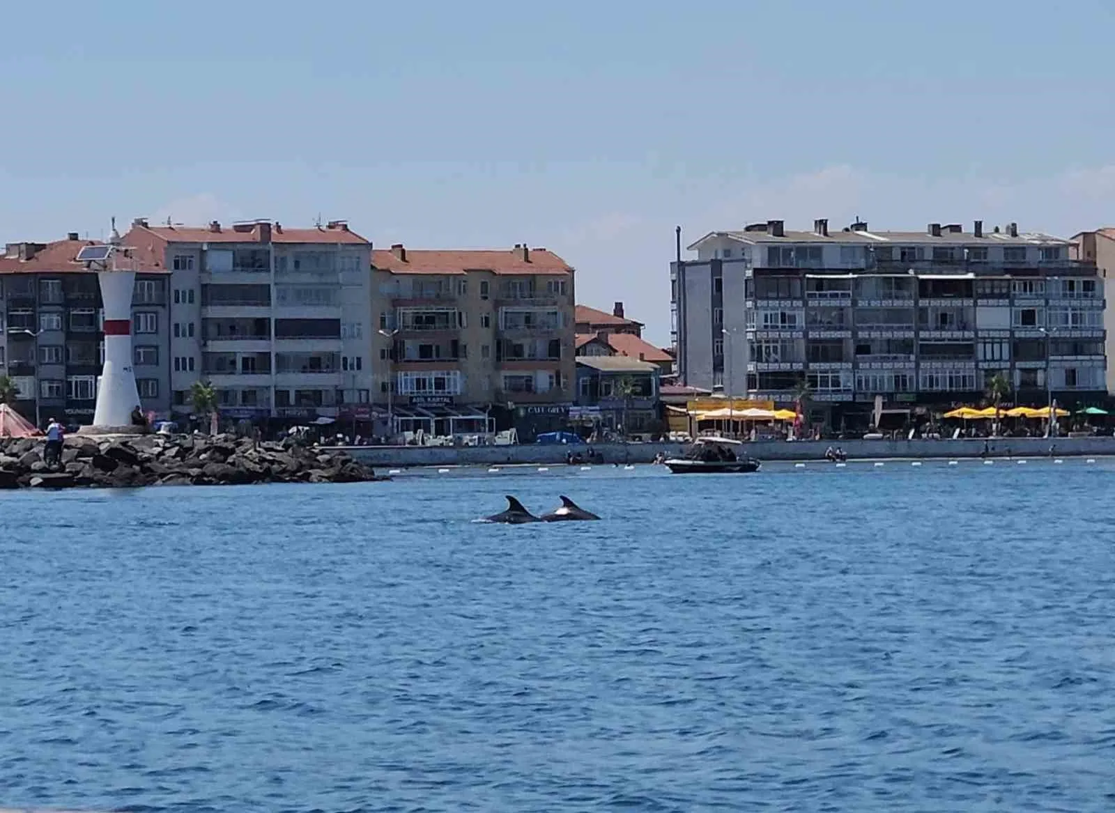 Marmara’nın sürpriz misafirleri: İki yunus teknenin yanında görüntülendi