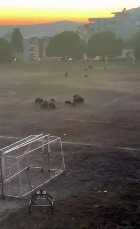 Milas’ta yaban domuzları futbol sahasını mesken tuttu