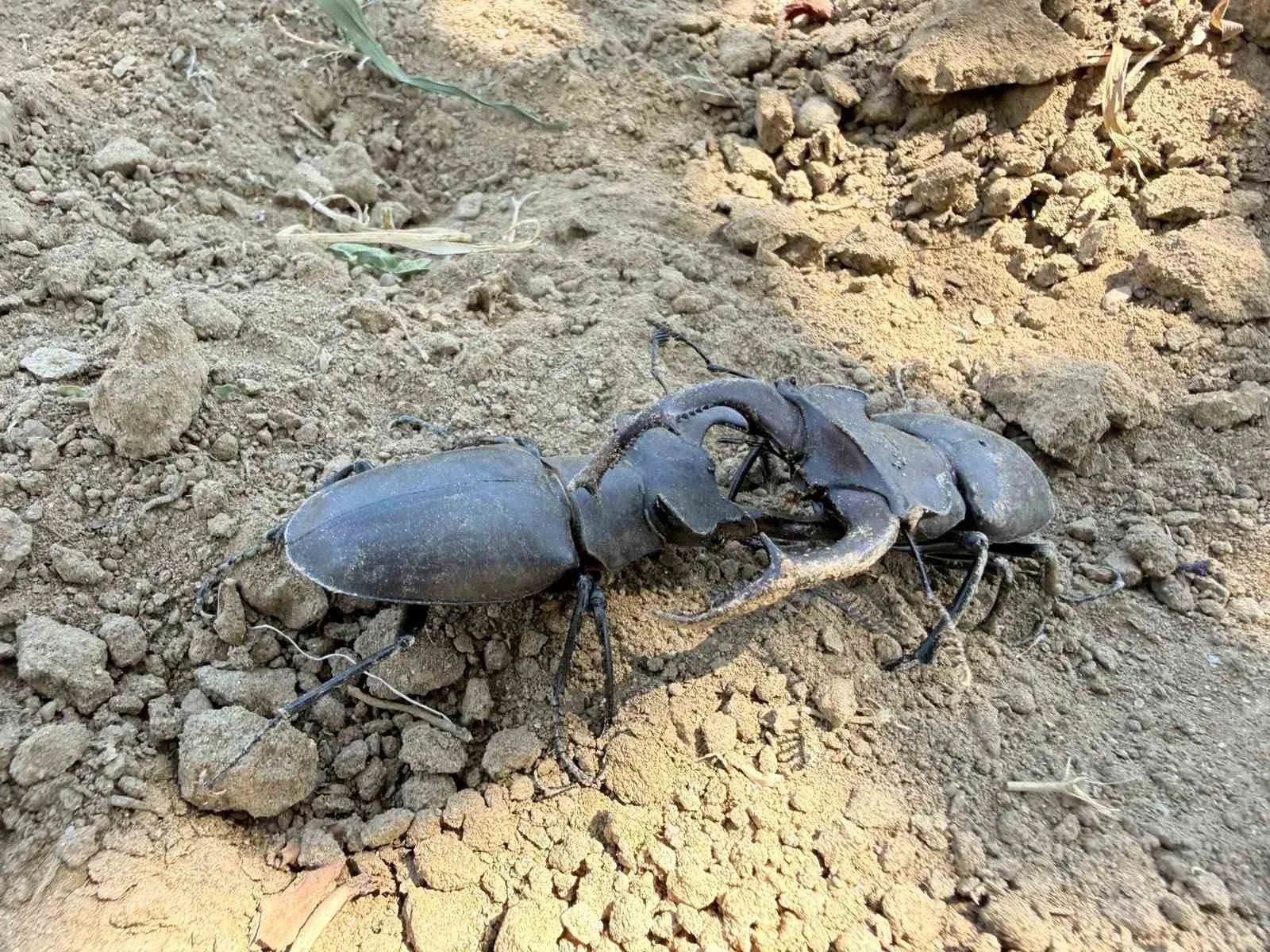 Nesli tükenme tehlikesi altındaki geyik böceği Gördes’te görüldü