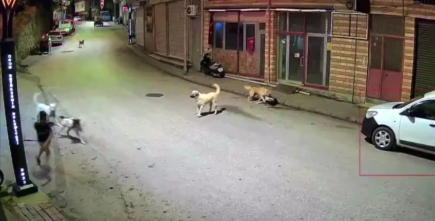 Ordu’da küçük çocuk sokak köpeklerinin saldırısına uğradı