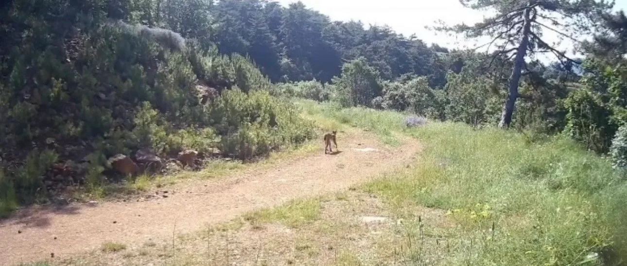 "Ormanın hayaleti" vaşak Çankırı’da görüntülendi