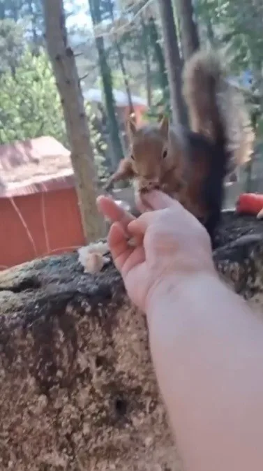 Osmaniye’de vatandaşın eliyle beslediği sincap ilgi odağı oldu