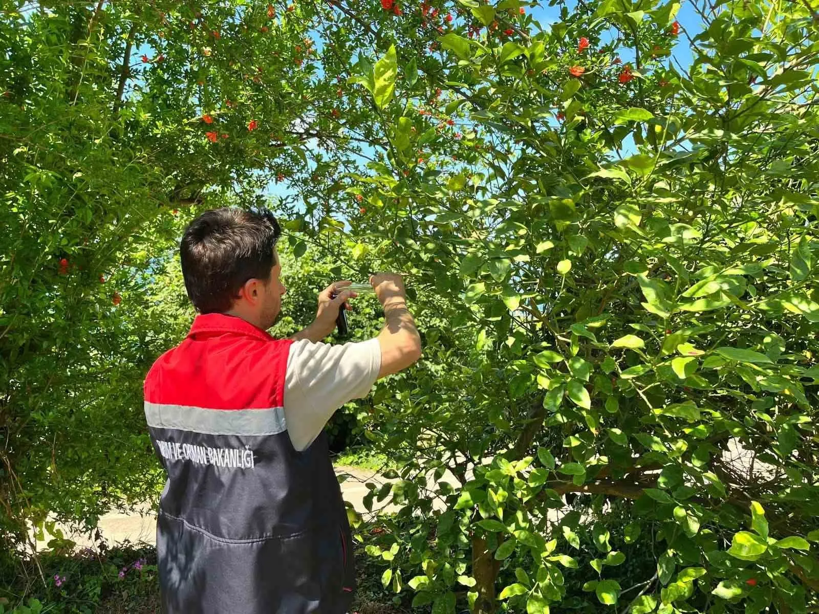 Rize’de kokarca zararlısına karşı doğaya "Samuray Arısı" salındı