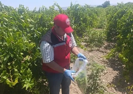 Salihli’de pestisit kalıntısına sıkı denetim