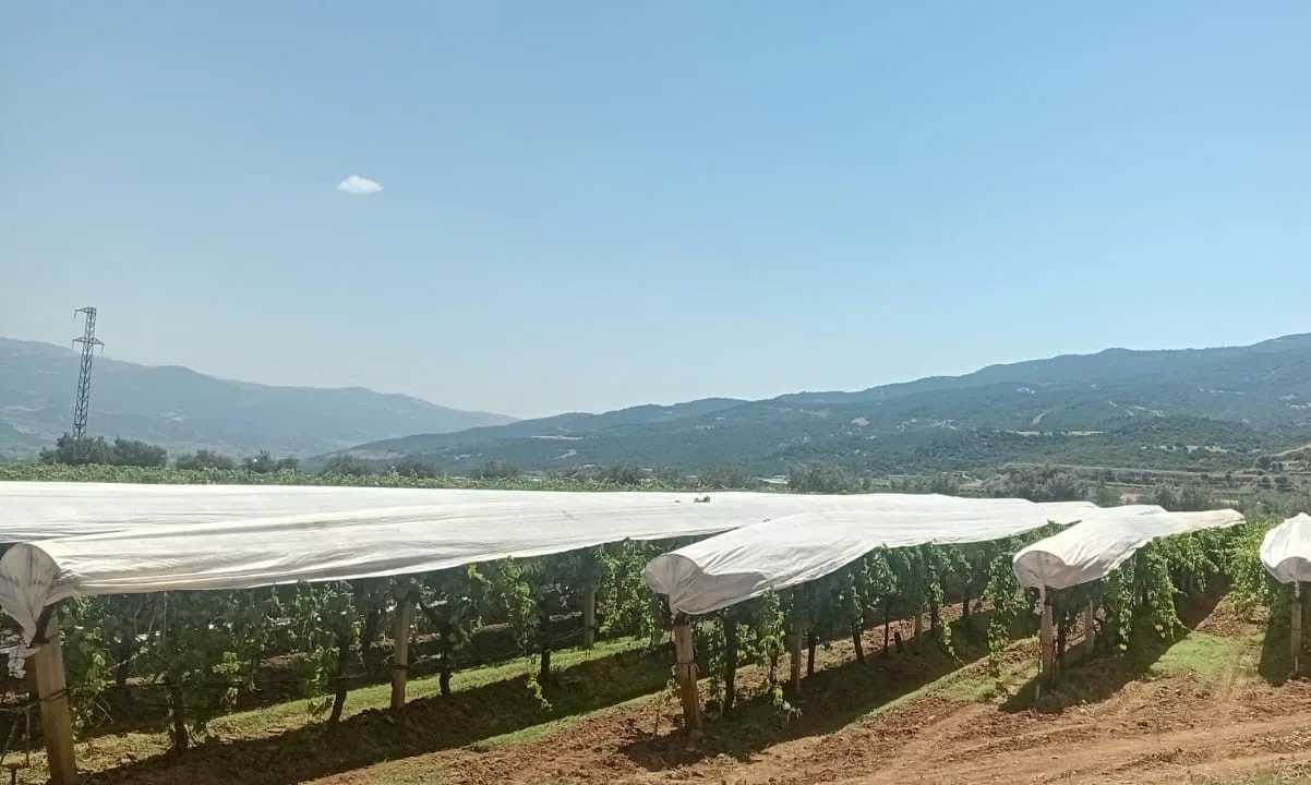 Sarıgöl Ovası beyaza bürünmeye başladı