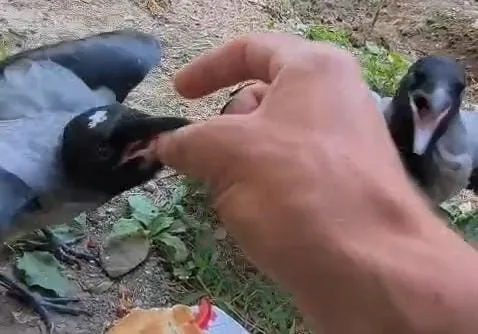 Şefkatle büyüttüğü kargalar onu kapıda karşılıyor